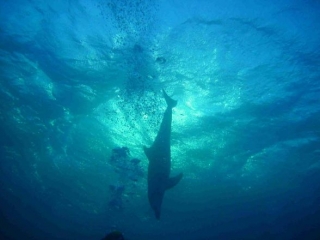  Reunión con los Dolphins 